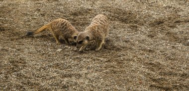 Suricate veya çöl faresi (Suricata suricatta)