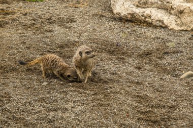 Suricate veya çöl faresi (Suricata suricatta)