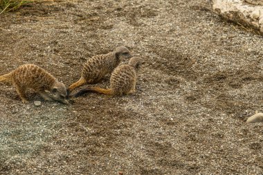 Suricate veya çöl faresi (Suricata suricatta)