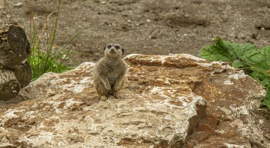 Suricate veya çöl faresi (Suricata suricatta)