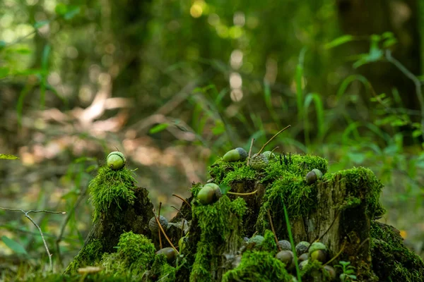 Palamut Sonbahar Ormanının Yosunlarında Yatıyor — Stok fotoğraf