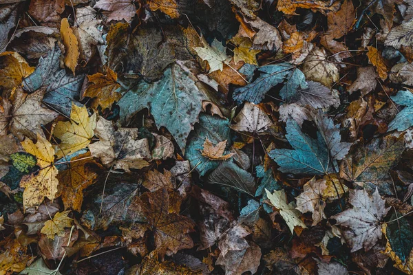 Foglie Secche Autunnali Erba Nella Foresta Vista Dall Alto — Foto Stock