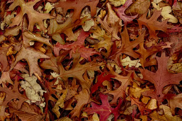 Autumnal Dry Leaves Grass Forest Top View — Stock Photo, Image