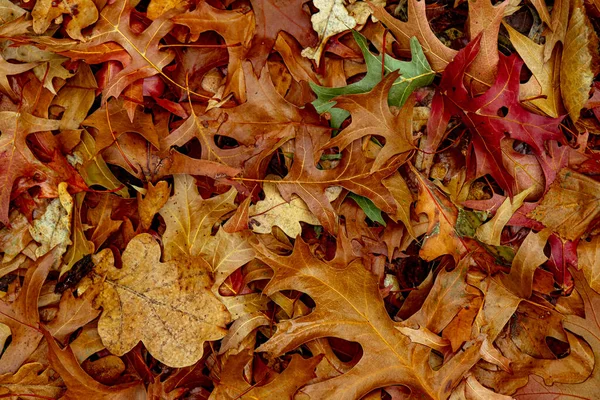 森林の秋の乾燥葉と草 トップビュー — ストック写真