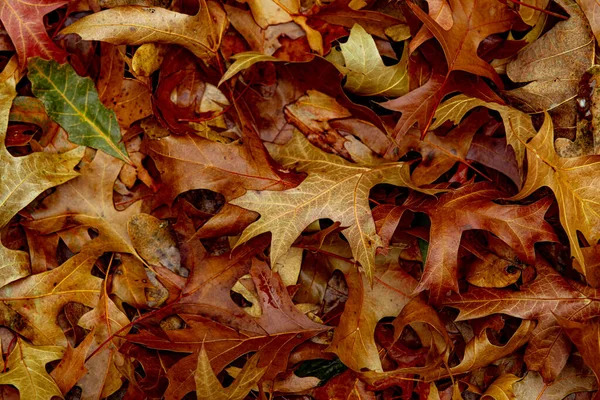 Hösttorra Löv Och Gräs Skogen Ovanifrån — Stockfoto