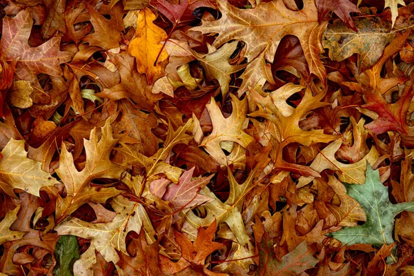 Feuilles Sèches Automnales Herbe Dans Forêt Vue Sur Dessus — Photo