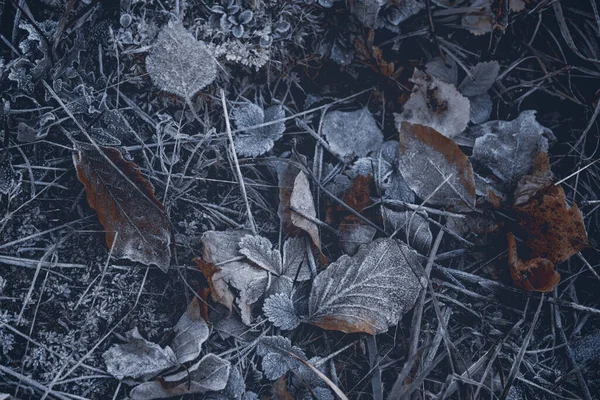 Autumnal Dry Leaves Grass Frozen Weather — Stock Photo, Image