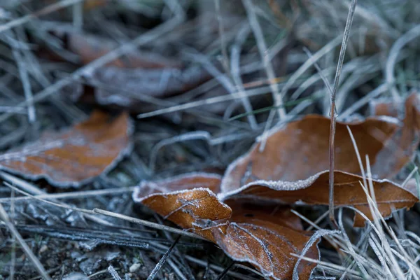 Folhas Secas Outonais Grama Tempo Congelado — Fotografia de Stock