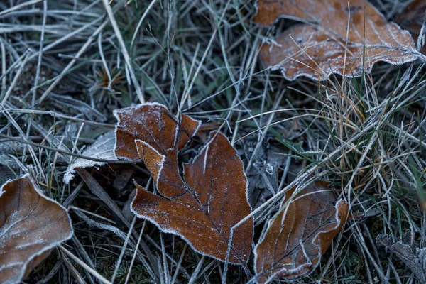 Herbstliches Trockenes Laub Und Gras Bei Gefrorenem Wetter — Stockfoto
