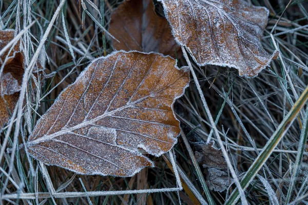 寒冷天气下的秋天干枯的树叶和草地 — 图库照片