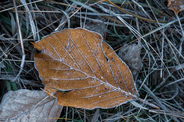 Foglie Secche Autunnali Erba Nel Tempo Congelato — Foto Stock