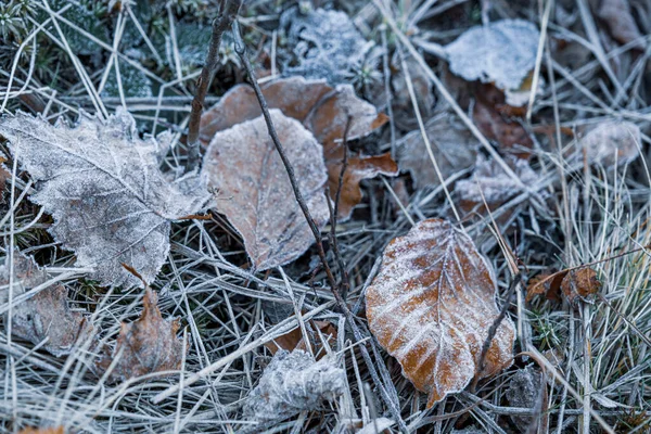 Foglie Secche Autunnali Erba Nel Tempo Congelato — Foto Stock