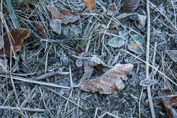 寒い日の秋の乾燥した葉や草 — ストック写真