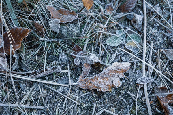 Feuilles Sèches Automnales Herbe Par Temps Gelé — Photo