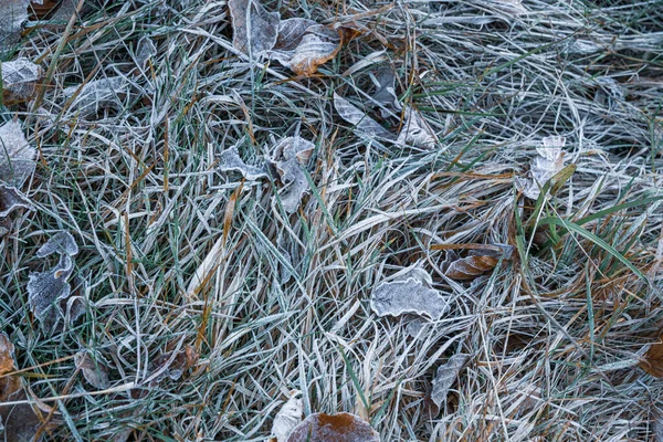 寒い日の秋の乾燥した葉や草 — ストック写真