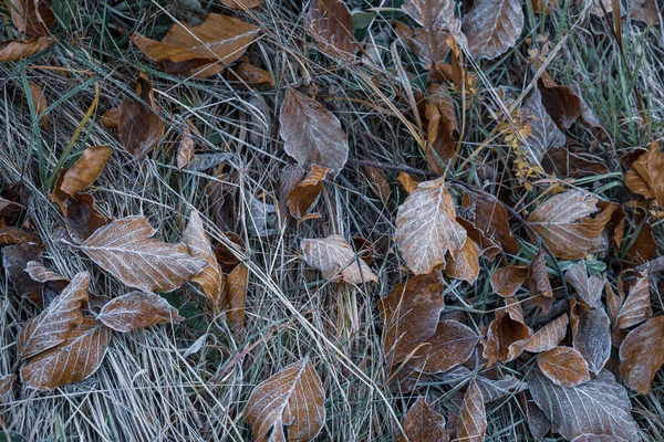 Droge Herfstbladeren Gras Bij Bevroren Weer — Stockfoto