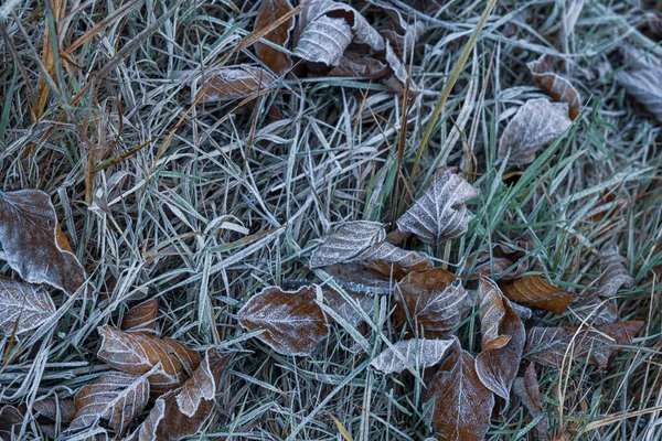 Droge Herfstbladeren Gras Bij Bevroren Weer — Stockfoto