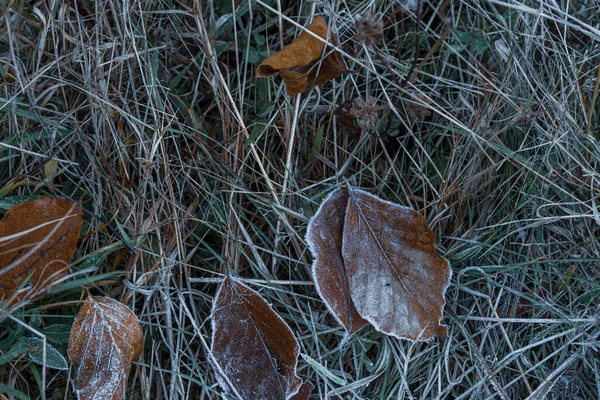 Feuilles Sèches Automnales Herbe Par Temps Gelé — Photo