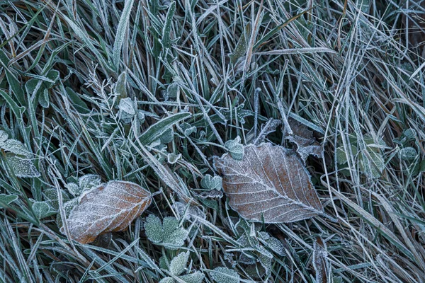 Φθινοπωρινά Ξηρά Φύλλα Και Γρασίδι Στον Παγωμένο Καιρό — Φωτογραφία Αρχείου