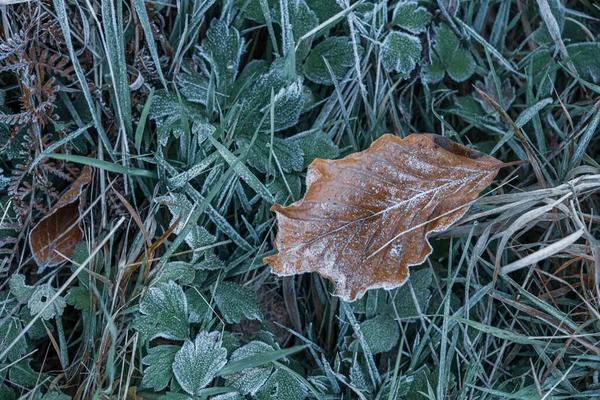 Donmuş Havada Sonbahar Kuru Yaprakları Çimenler — Stok fotoğraf