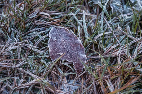 Droge Herfstbladeren Gras Bij Bevroren Weer — Stockfoto