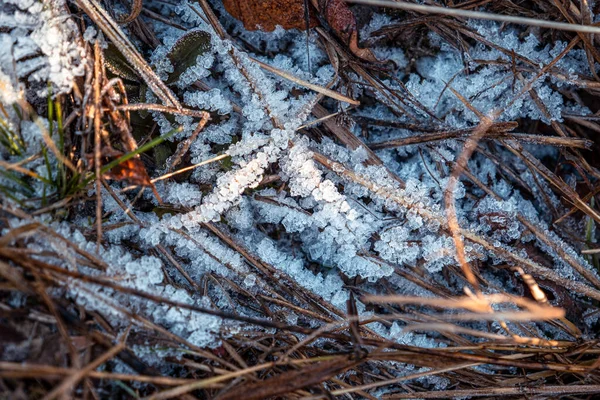 Foglie Secche Autunnali Erba Nel Tempo Congelato — Foto Stock