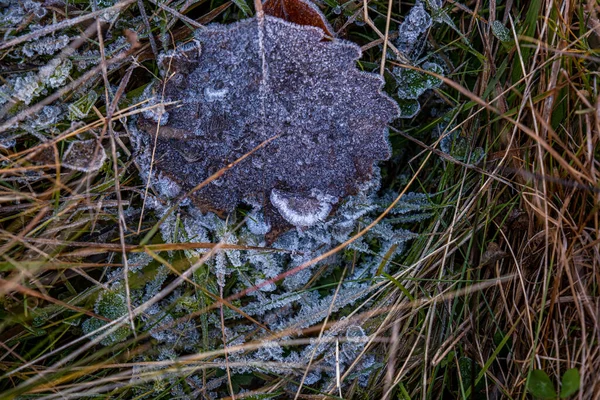 寒い日の秋の乾燥した葉や草 — ストック写真