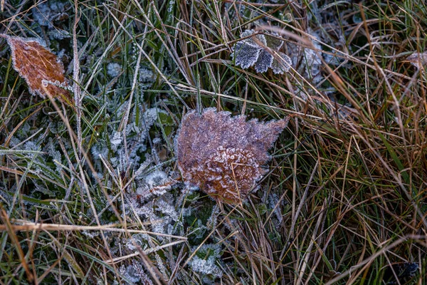 寒い日の秋の乾燥した葉や草 — ストック写真