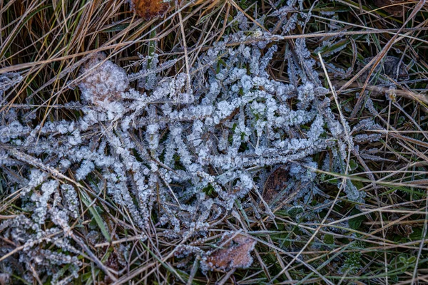 寒い日の秋の乾燥した葉や草 — ストック写真