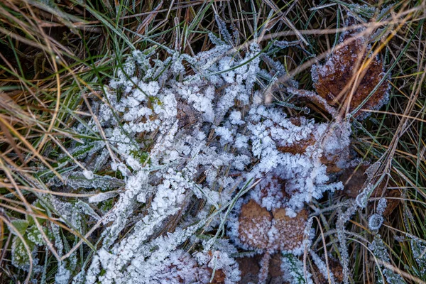 Podzimní Suché Listy Tráva Zamrzlém Počasí — Stock fotografie