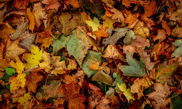 Feuilles Sèches Automnales Forêt Vue Sur Dessus — Photo