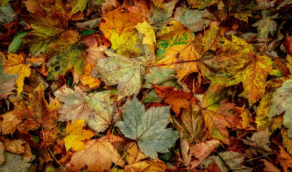Hösttorra Löv Skogen Ovanifrån — Stockfoto