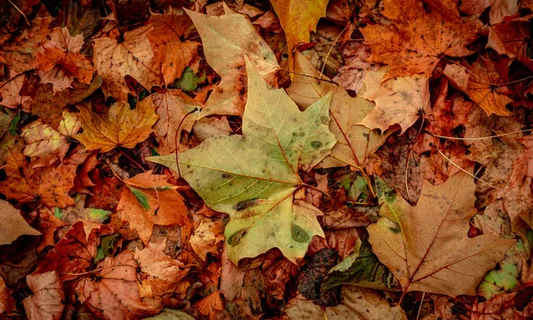 Feuilles Sèches Automnales Forêt Vue Sur Dessus — Photo