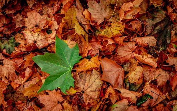 Trockene Herbstblätter Wald Von Oben Gesehen — Stockfoto
