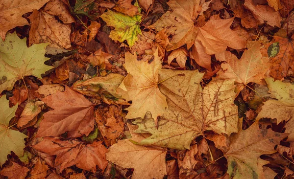 Feuilles Sèches Automnales Forêt Vue Sur Dessus — Photo