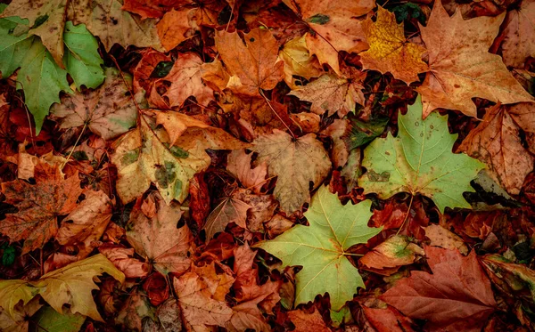 Hösttorra Löv Skogen Ovanifrån — Stockfoto