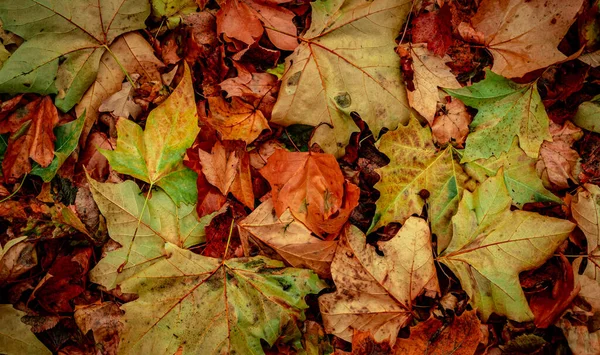 Trockene Herbstblätter Wald Von Oben Gesehen — Stockfoto