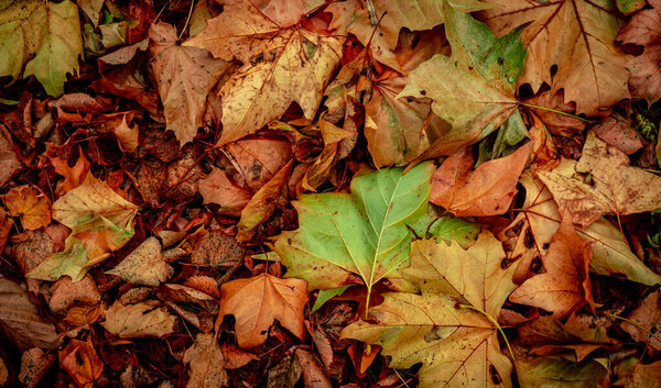 Autumnal Dry Leaves in Forest, top view