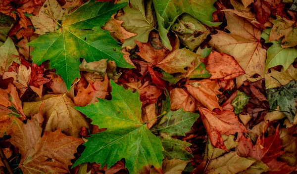 Autumnal Dry Leaves Forest Top View — Stock Photo, Image