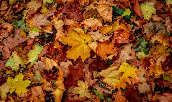 Trockene Herbstblätter Wald Von Oben Gesehen — Stockfoto