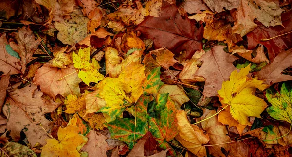 Trockene Herbstblätter Wald Von Oben Gesehen — Stockfoto