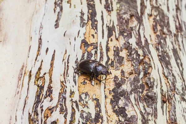 Ağaç Gövdesinde Bir Böcek — Stok fotoğraf