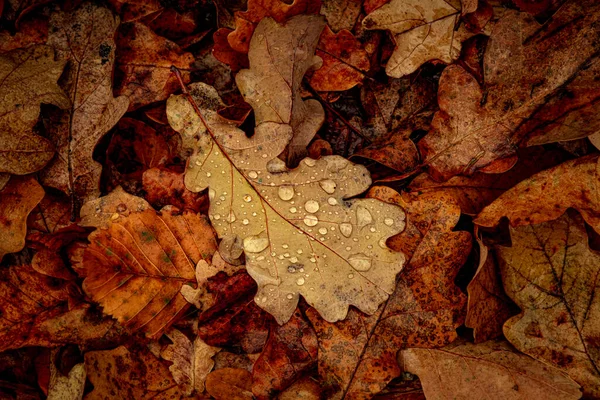森の乾燥葉に水の滴 — ストック写真