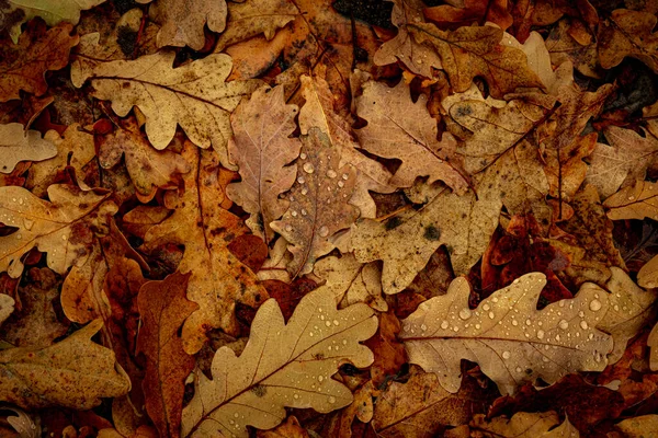 Gocce Acqua Foglie Secche Nella Foresta — Foto Stock