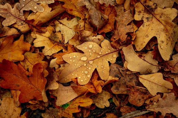 Des Gouttes Eau Sur Des Feuilles Sèches Dans Forêt — Photo