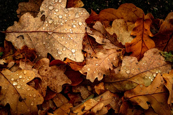 Wassertropfen Auf Trockenen Blättern Wald — Stockfoto