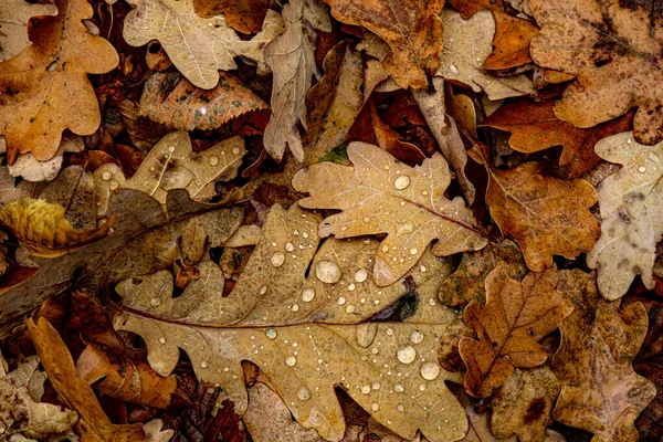 Wassertropfen Auf Trockenen Blättern Wald — Stockfoto