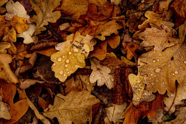 森の乾燥葉に水の滴 — ストック写真