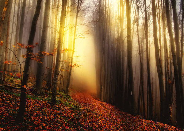 Mystical lights in the forest
