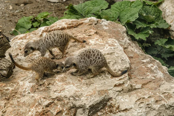 Suricate Suricate Suricata Suricatta — Photo